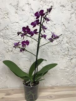 Орхидея Фаленопсис
