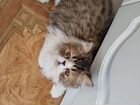 Персидский кот, 4 месяца