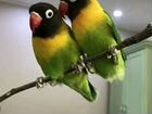 Папугай неразлучники