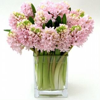 Букет из гиацинтов (25 и 50 шт)