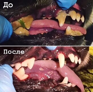 Ультразвуковая чистка зубов собакам без наркоза