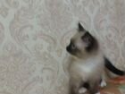 Невские маскарадные котята мальчики 2,5месяца объявление продам
