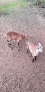 Катумские овцы бараны - фотография № 1
