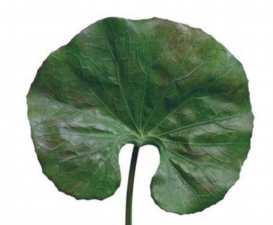 Для декора Лист Растения большой 66 см искусств, о