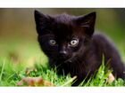 Котёнок черный