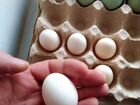Яйцо, Амераукана, Бентамка, на инкубацию объявление продам