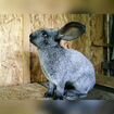 Кролики Серебро объявление продам