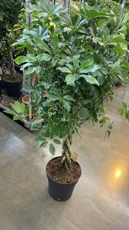 Шефлера Компакта Косичка Н 130-140 см