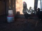 Гергебильской породы петух и курица