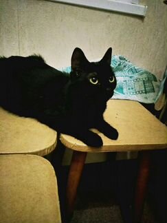 Кошка Багира