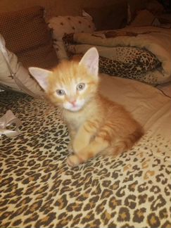 Рыжий котенок в добрые руки