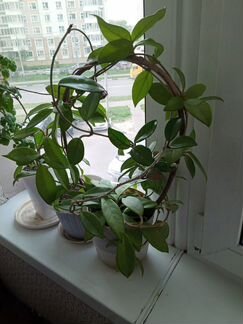 Хойя, плющ восковой.взрослое растение
