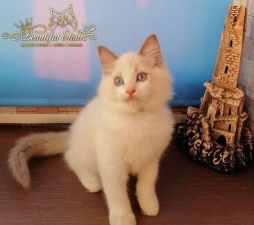 Котенок Рэгдолл