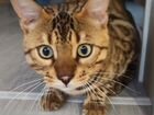 Потерялся бенгальский котик объявление продам