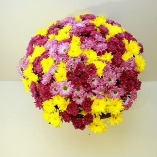 Кустовые хризантемы