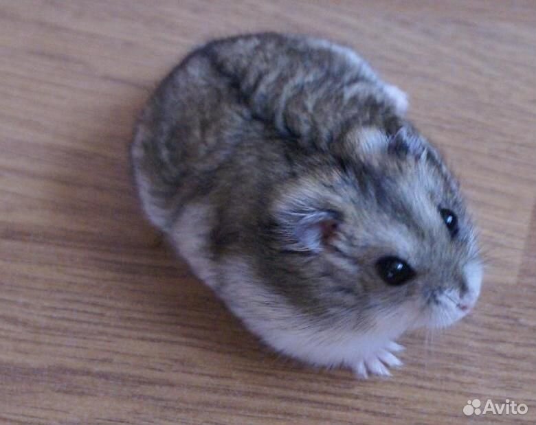 Мини хомяк