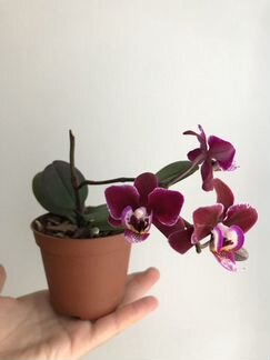 Орхидея фаленопсис мини