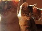 Сибирская коты бесплатно объявление продам