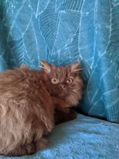 Котята цвета корицы