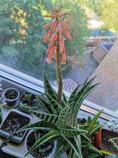 Алоэ Пестрое / Тигровое, Aloe Variegata