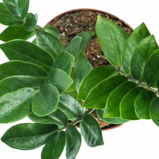 Замиокулькас -долларовое дерево 30,40,60,90 см