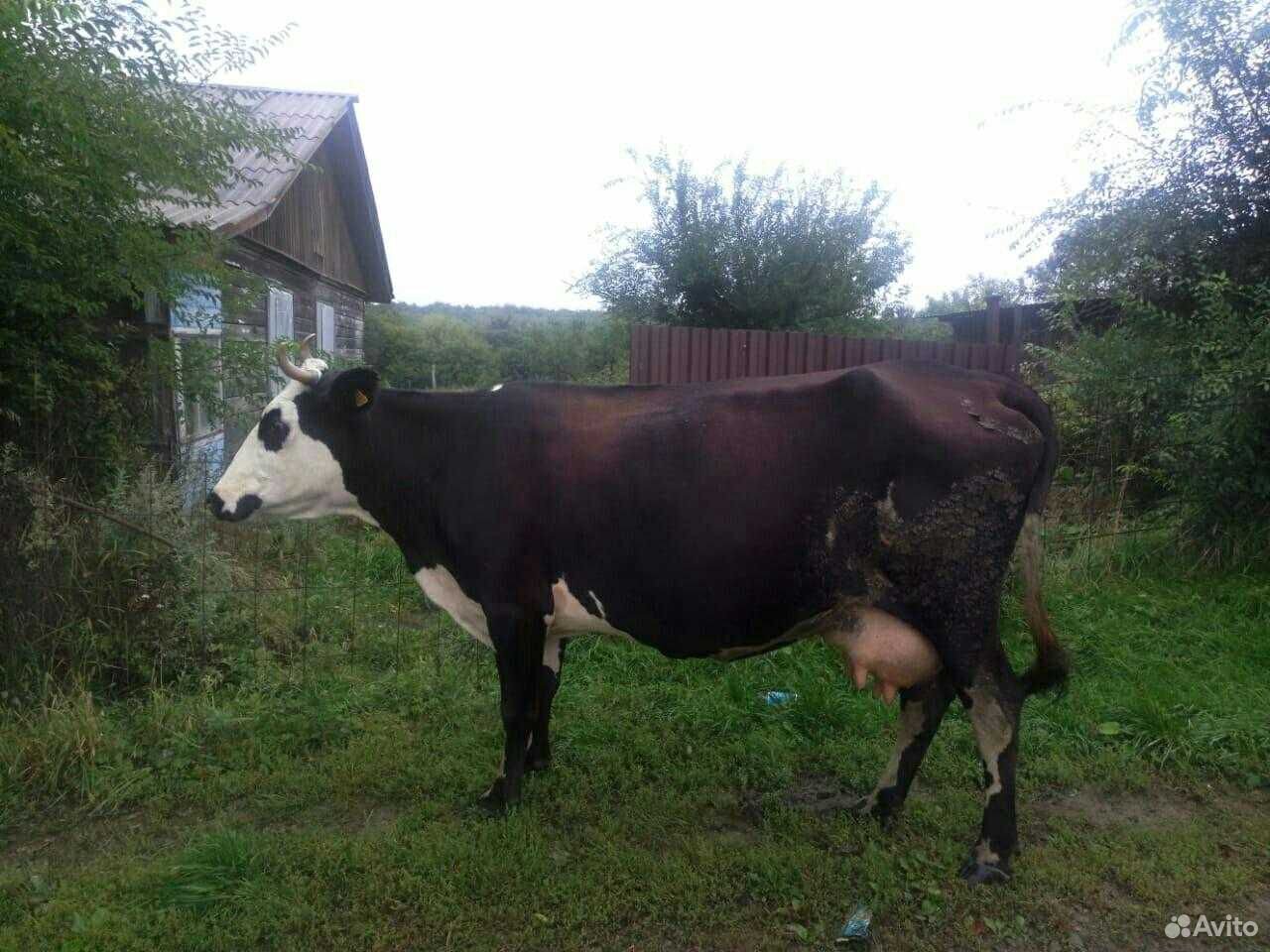 Коровы