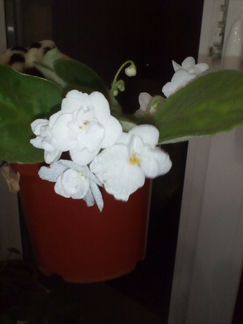 Продам листики фиалки с корнями