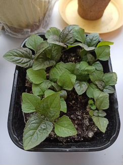 Спилантес Огородный. Семена