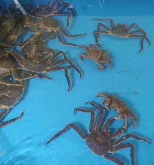 Живой краб камчатский