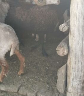 Бараны, овцы - фотография № 2
