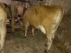Джерсийские коровы объявление продам