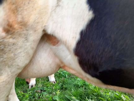 Коровы дойные молочные - фотография № 5