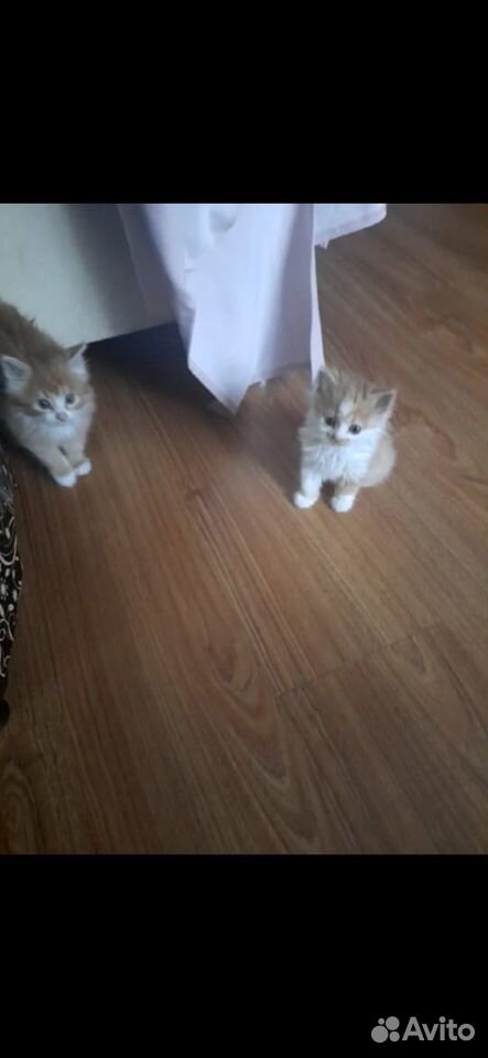 Котята в ответственные руки
