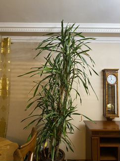 Драцена растение