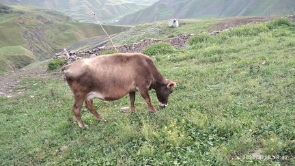 Коровы стельные от отличного племеного швида - фотография № 7