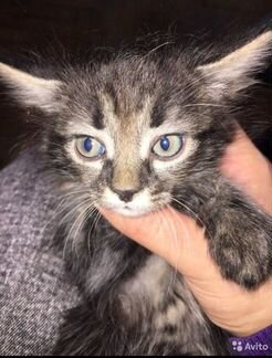 Кошка