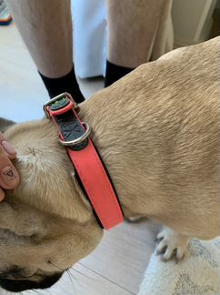 Ошейник для собак