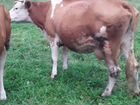 Корова, 4 отела объявление продам