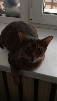 Абиссинская кошка, 7 лет, в дар