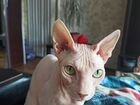Канадский сфинкс кошка бесплатно объявление продам