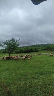 Овцы бараны круг - фотография № 4