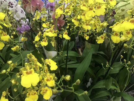 Онцидиум Свит Шугар. Доставка