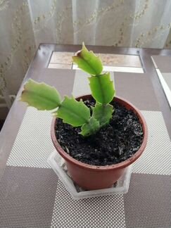 Декабрист Шлюмбергера бело-малиновый