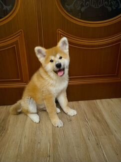 Щенок акита ину