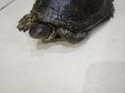Болотная черепаха объявление продам