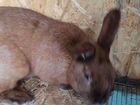 Кролик нзк самец 1 год объявление продам