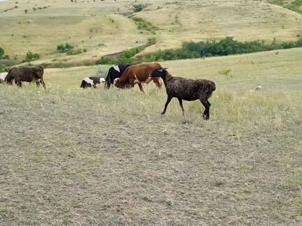 Курдючные бараны овцы - фотография № 3