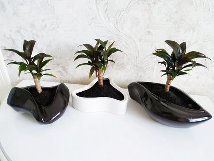 Цветы в стиле Бонсай