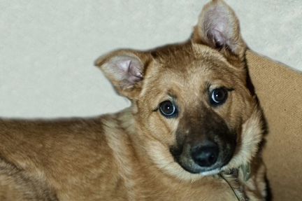 Палевое счастье ) - щенок Аэлита в любящие руки