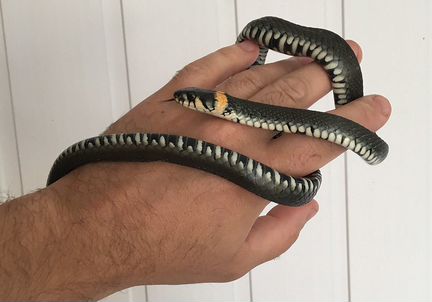 Аренда змей, ящериц, крыс тараканов для фото/видео